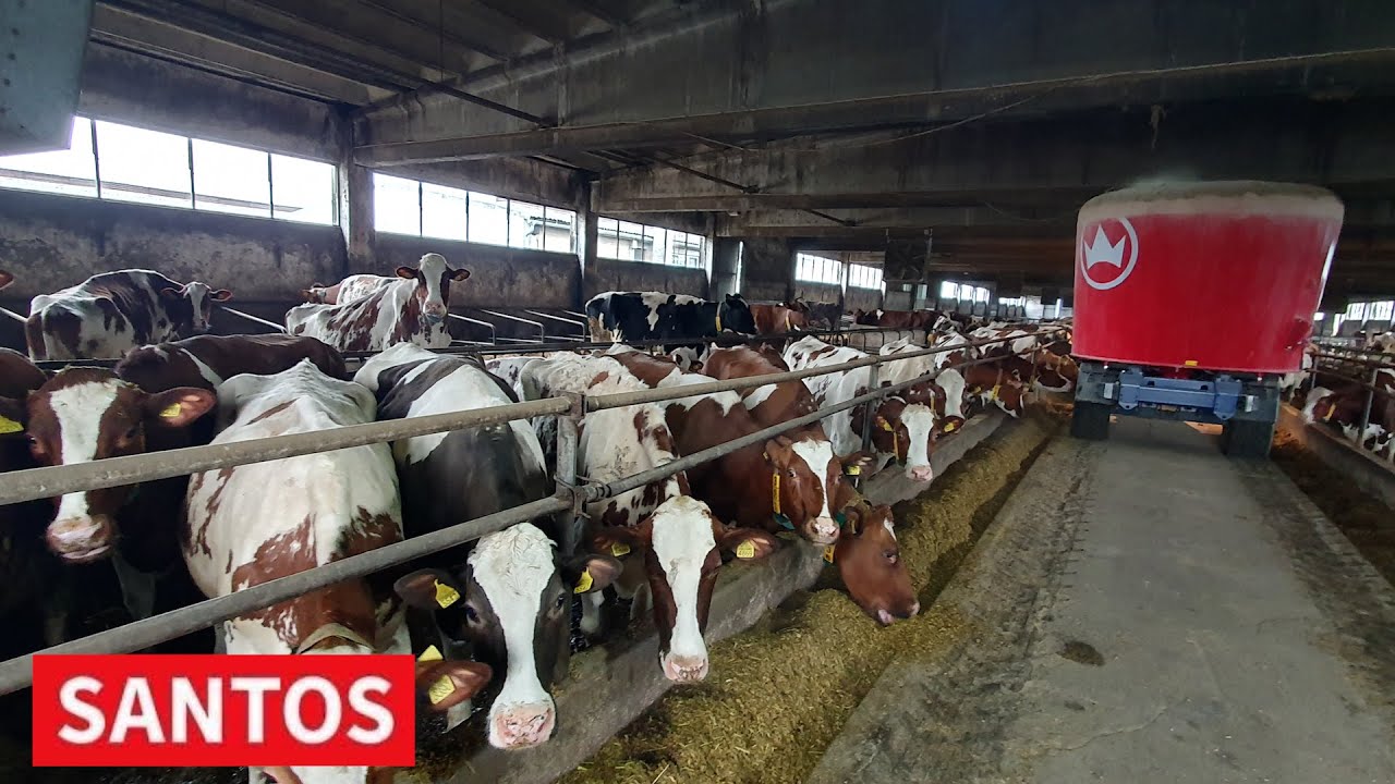 FARMA NA KOJOJ KRAVE DAJU DO 65 LITARA MLEKA DNEVNO