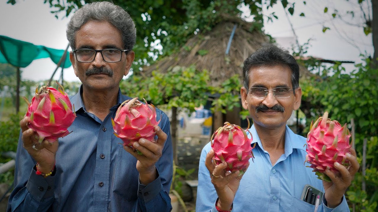 અનુભવી ખેડૂત - ડ્રેગન ફ્રૂટ - પદ્માવતી ફ્રૂટ ફાર્મ | Successful Farmer