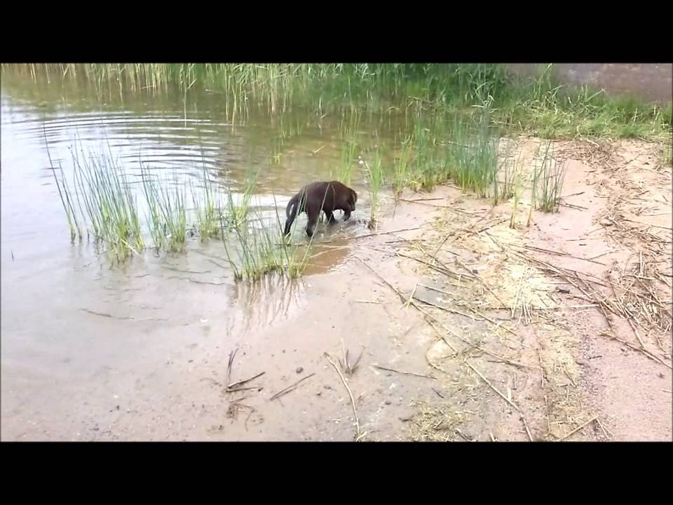 Laban 1 &aring;r!
