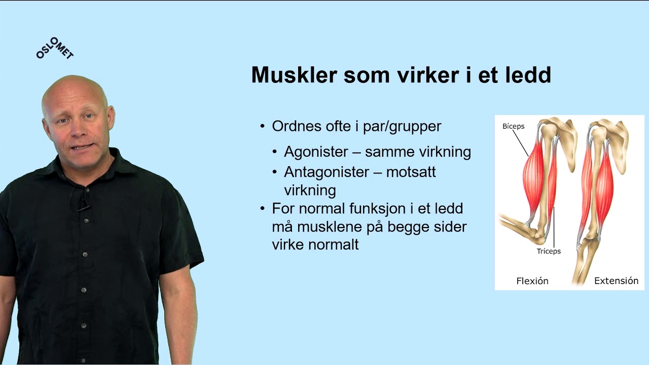 Samspill muskler og skjelett