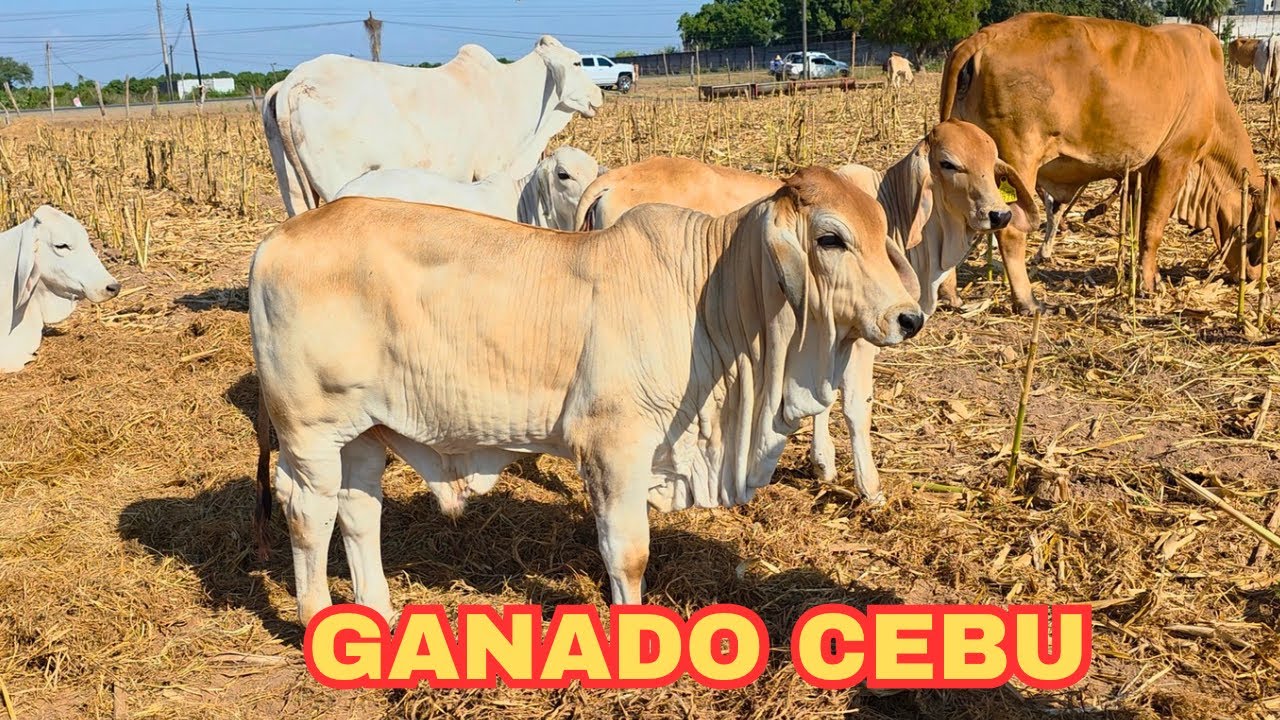 Visitamos una Crianza de GANADO CEB&Uacute; en Villa Hidalgo, Nayarit | Rancho La Huerta 
