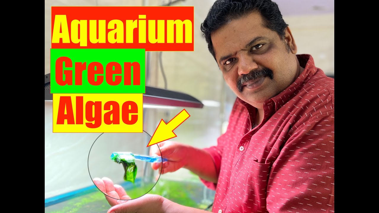 Aquarium Algae Control | Green Algae | Nature Aquarium Problems | Mayur Dev Aquascaper 4K