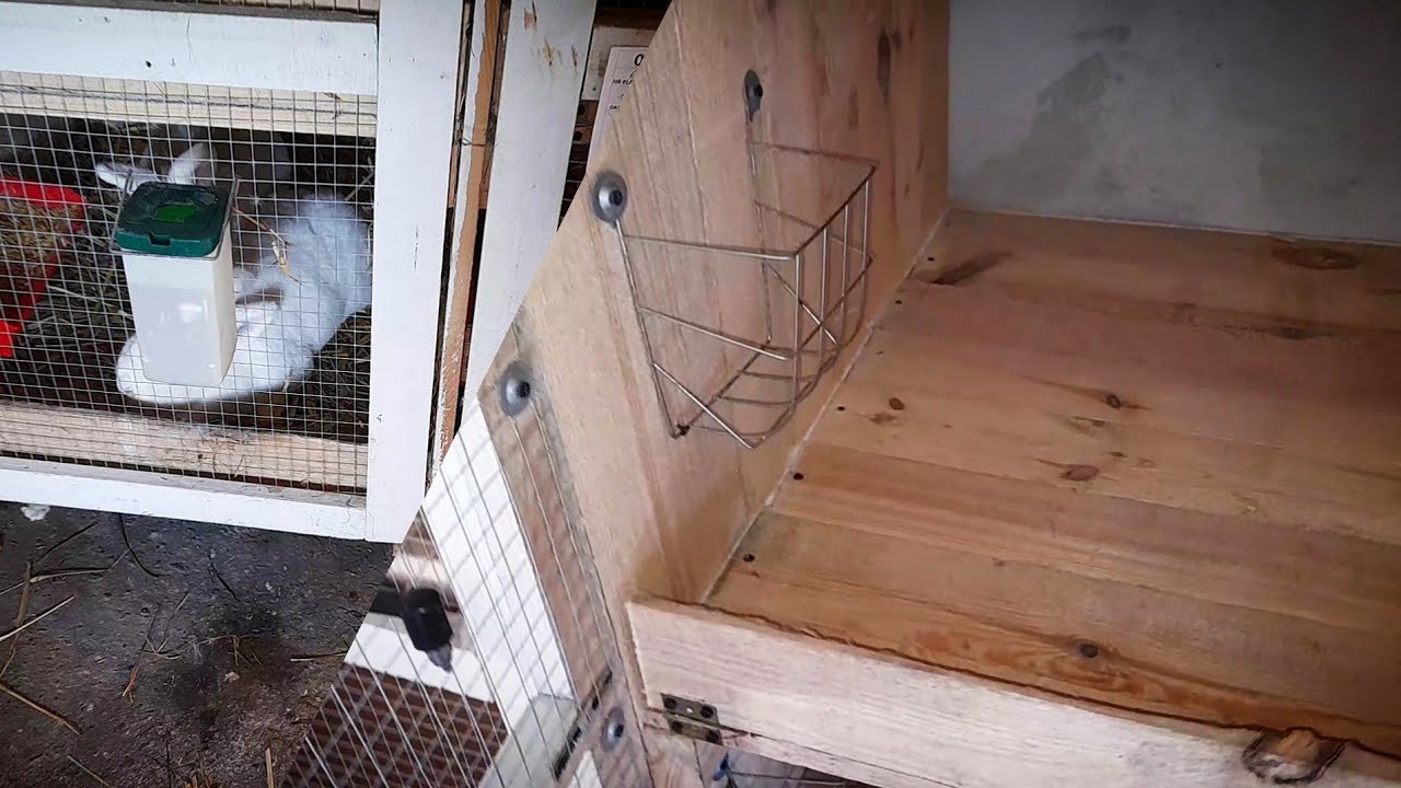 ZAKOT SAMICY NOWOZELANDZKIEJ / zakładanie akcesoriów w nowej klatce i oddzielanie młodych królików 🐰