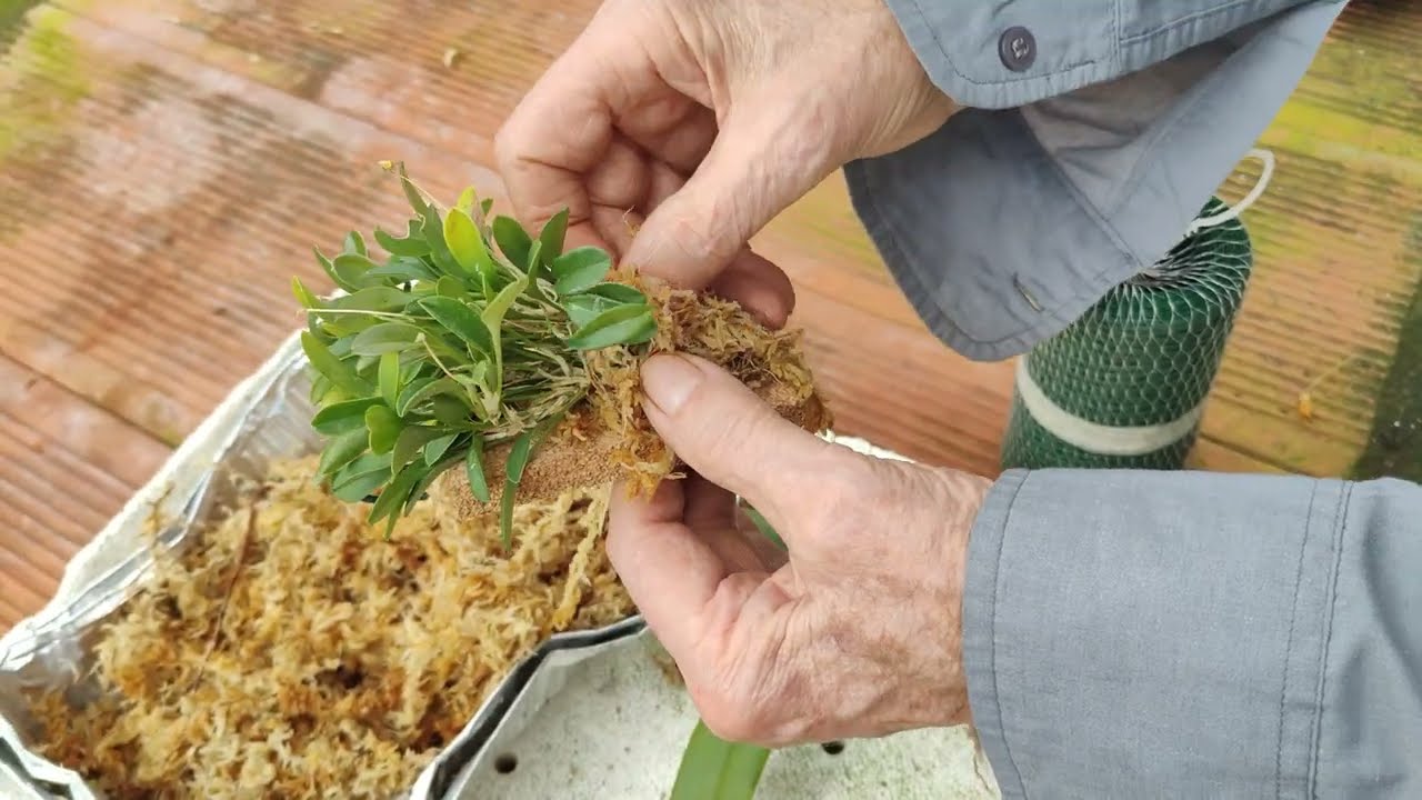 come assemblare una zattera, all'Orchideria di Morosolo facciamo così