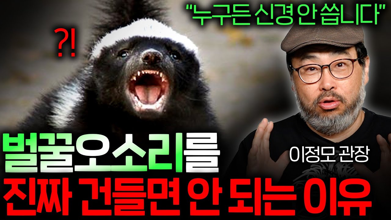 벌꿀오소리는 어떻게 가장 겁이 없는 동물이 됐을까? | 과학정모 EP.13