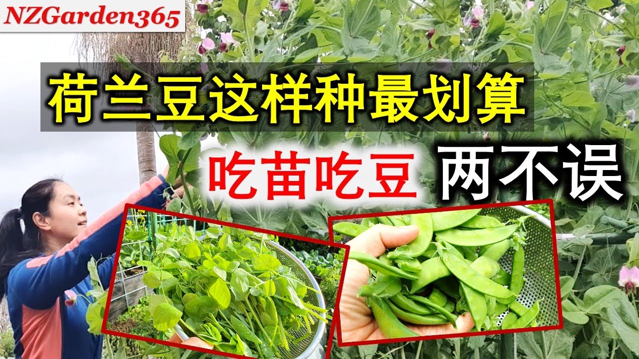 吃完豆苗(再)吃豆！一步步跟着种，高产盛产你也可以做到