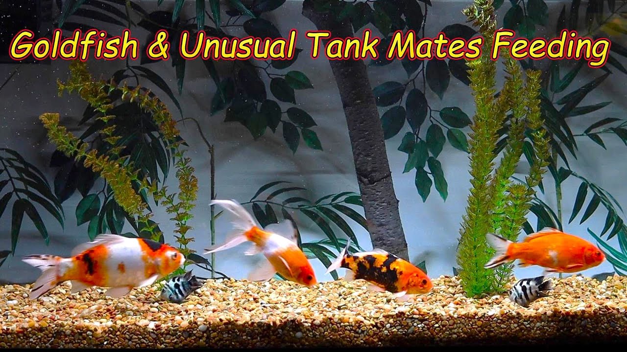 Shubunkin Goldfish 3 Unusual Tank Mates Feeding