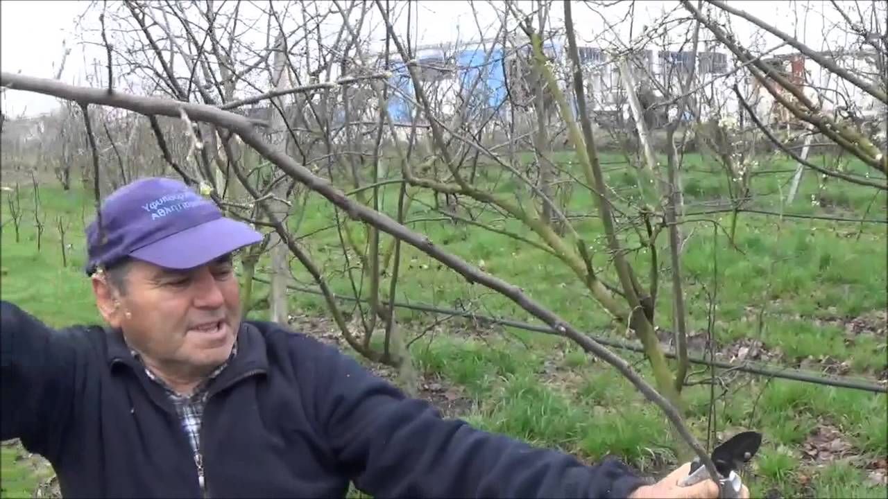 Κλάδεμα ενήλικου δένδρου κυδωνιάς