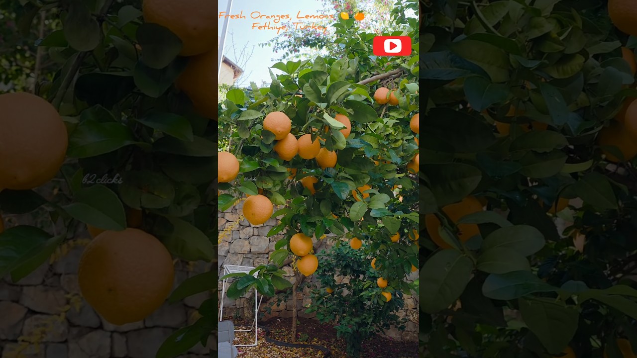 Fresh Oranges & Lemons 🍋 🍊 | Fethiye | Turkey | b2clicks 