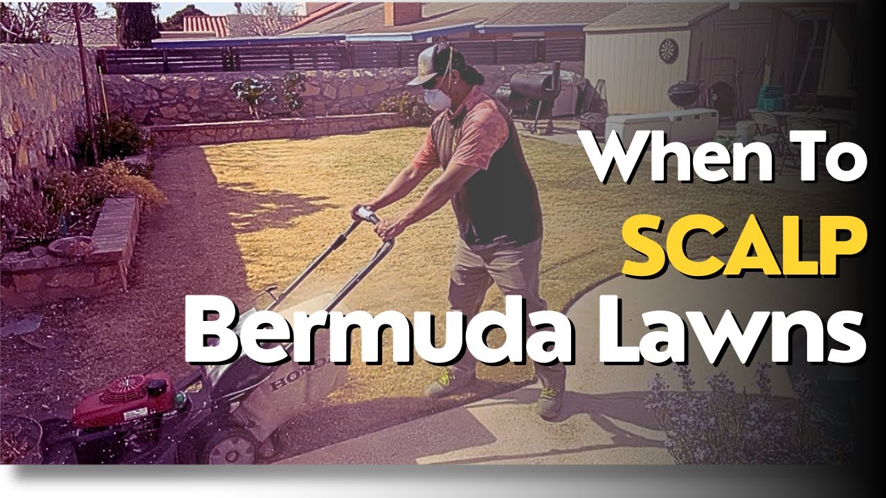 When To Scalp Bermuda Lawns