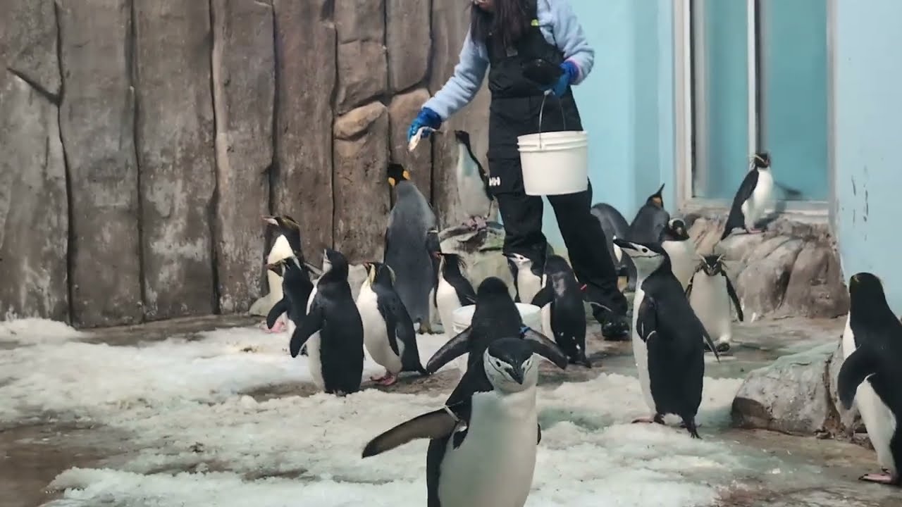 Penguins at the Montreal Biodome