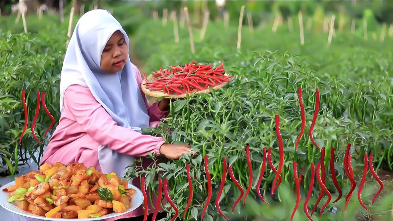 Panen cabe untuk masak spesial & Lezat, Sambal kentang udang pete, masakan desa