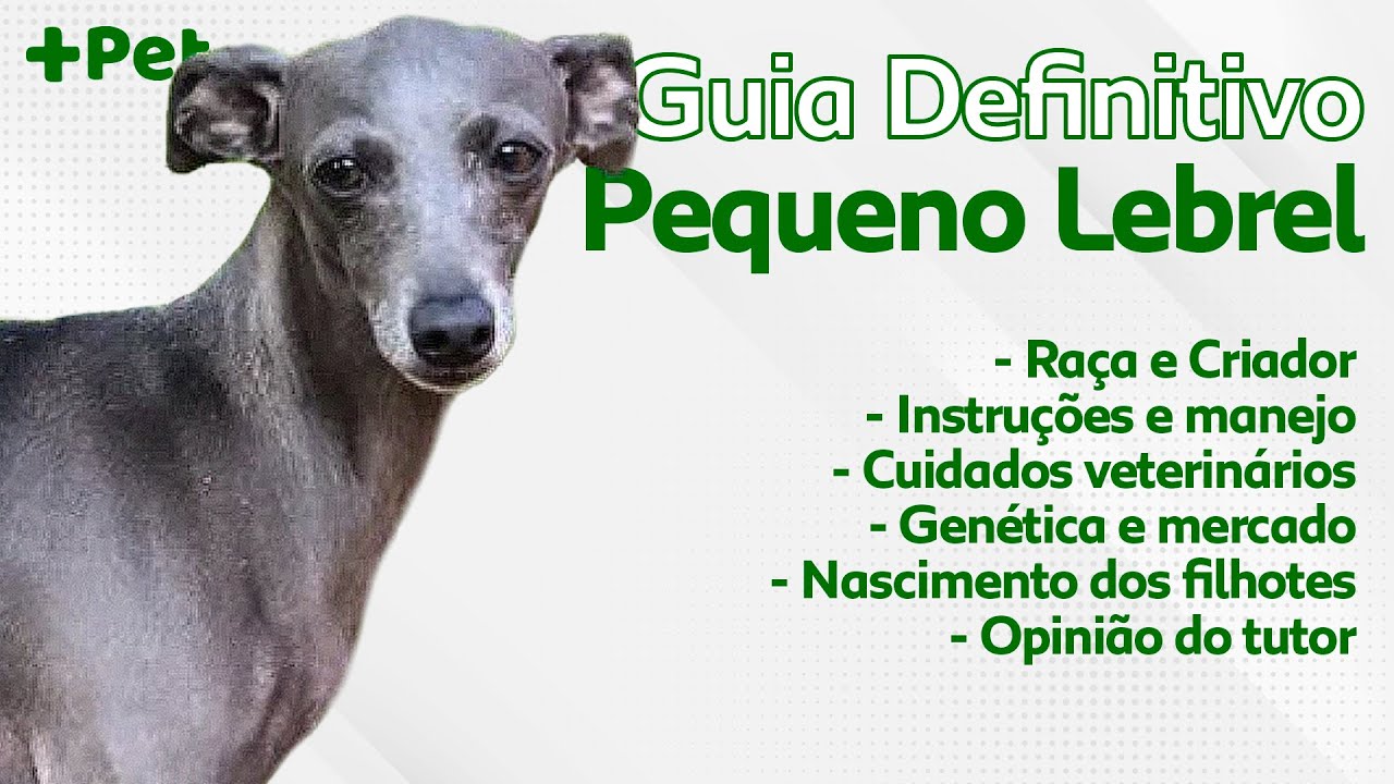 GUIA DE RAÇAS COMPLETO SOBRE O PEQUENO LEBREL! | CANAL MAIS PET