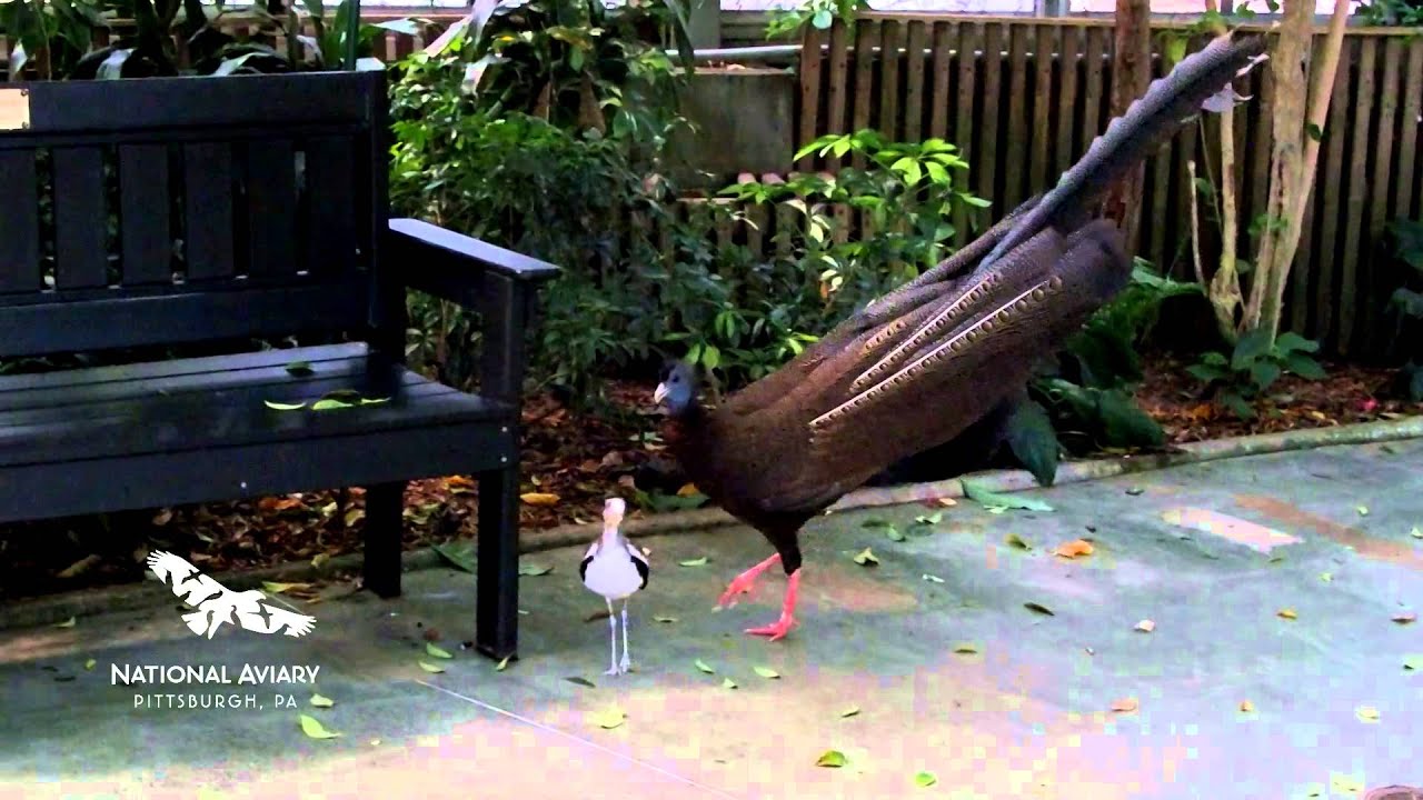 Gus, the Great Argus Pheasant