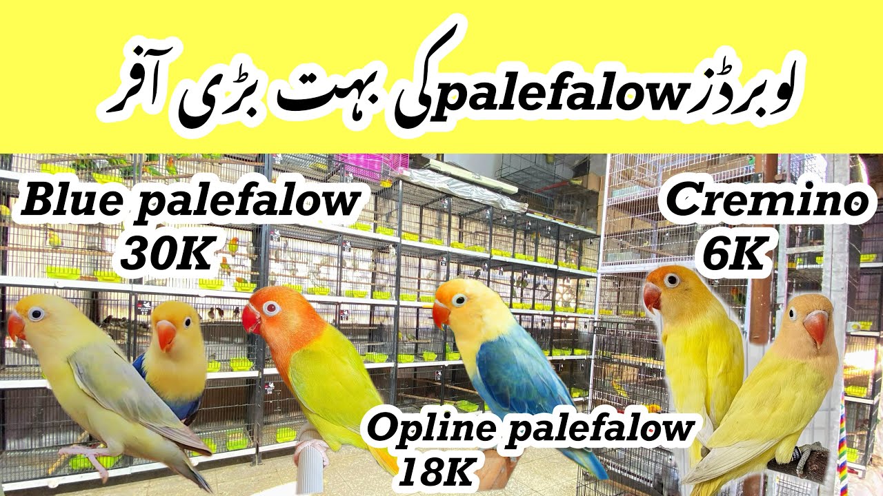 Sunday birds market Islamabad lovebirds palefalow pory Pakistan mn km qeemat @Islamabad_pets
