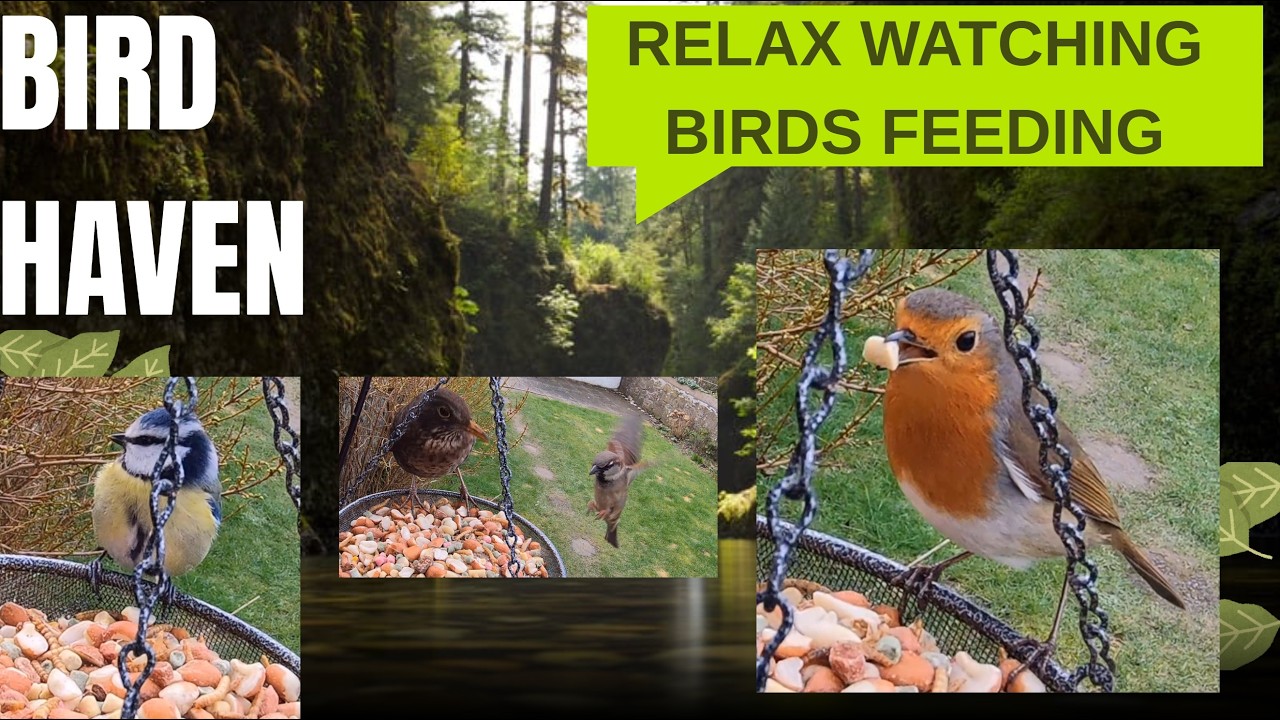 Birds feeding in a garden in Scotland