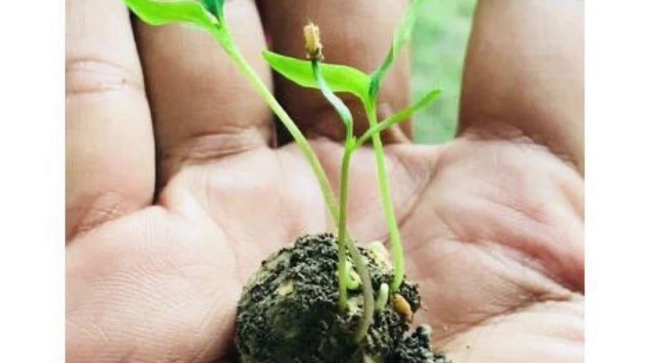 Seed ball making workshop for volunteers of Vaidehi Kishori Vikas