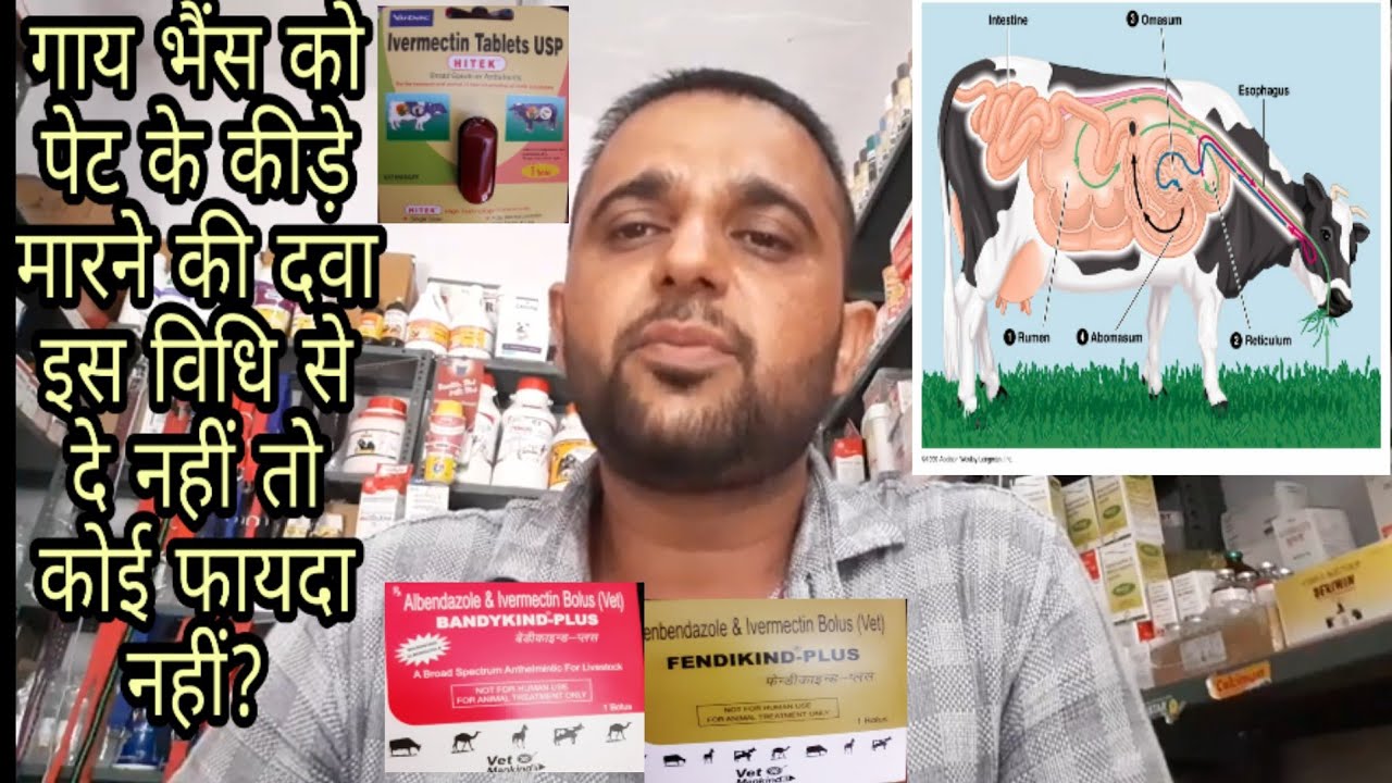 Deworming for cow&Buffalo  गाय भैंस के पेट के कीड़ों की मारने की दवा कैसे दी जाती है