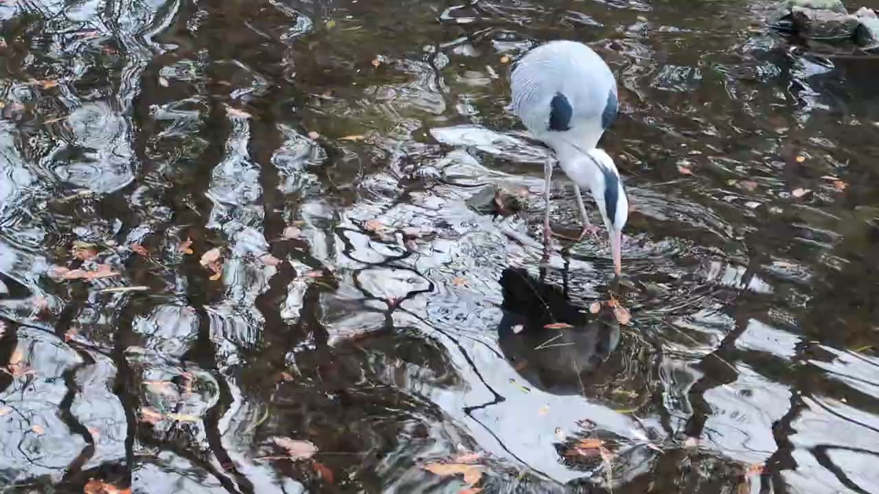 食事が終わったサギちゃん　風が出てきたよ　1月2０日