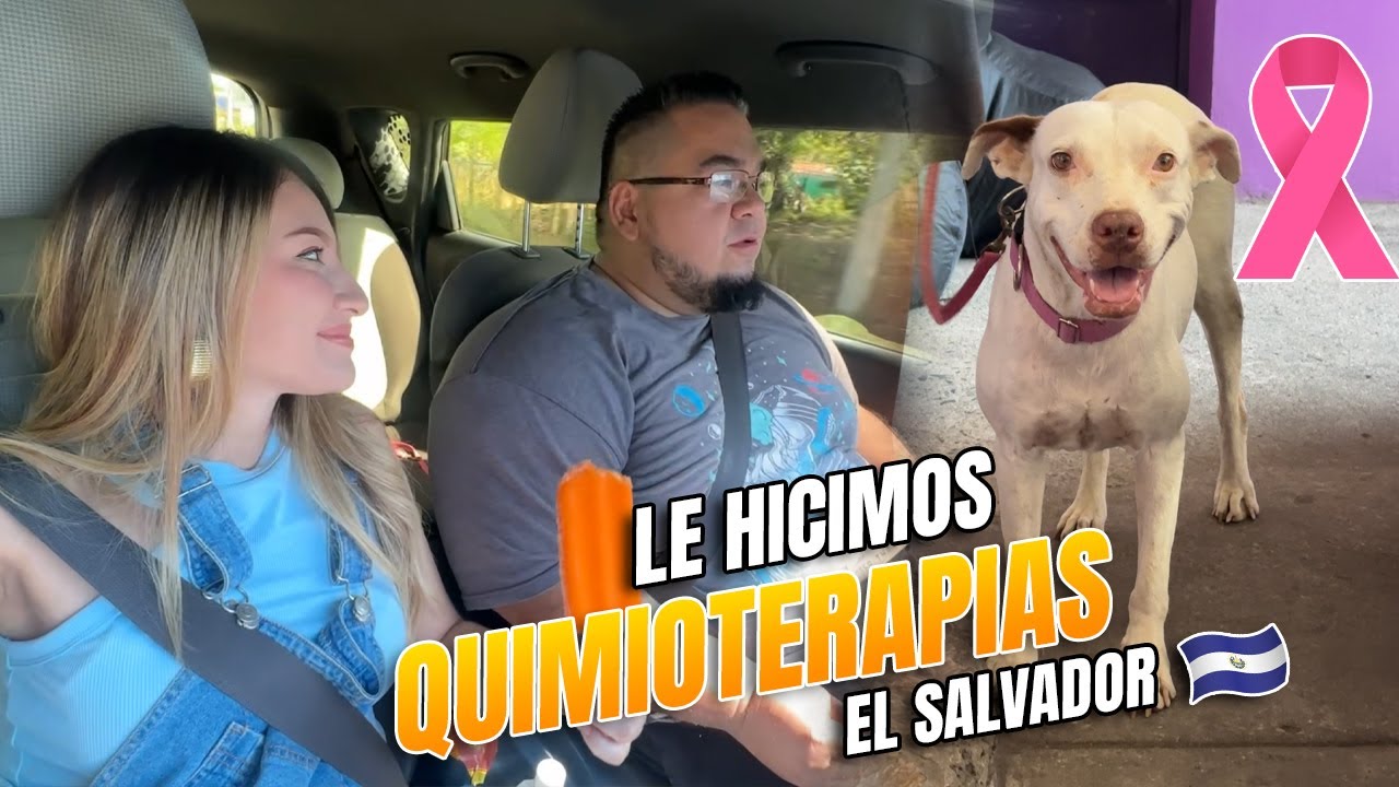 Le hicimos QUIMIOTERAPIAS 🐶🐾ACTUALIZACIÓN de nuestra perrita Blanquita 🩷El Salvador