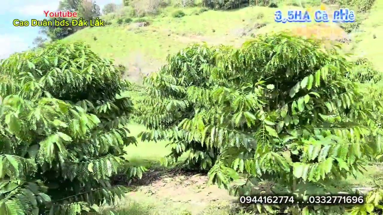 Vườn cà cà phê đẹp, gần trung tâm xã, chỉ 2 tỷ 350tr, diện tích 3,5ha. lh: 0944162774