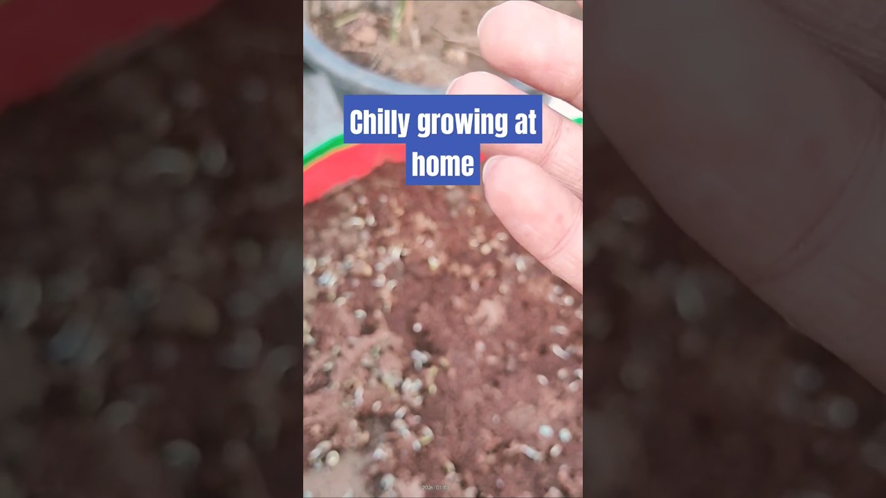 Green chilli growing at home 