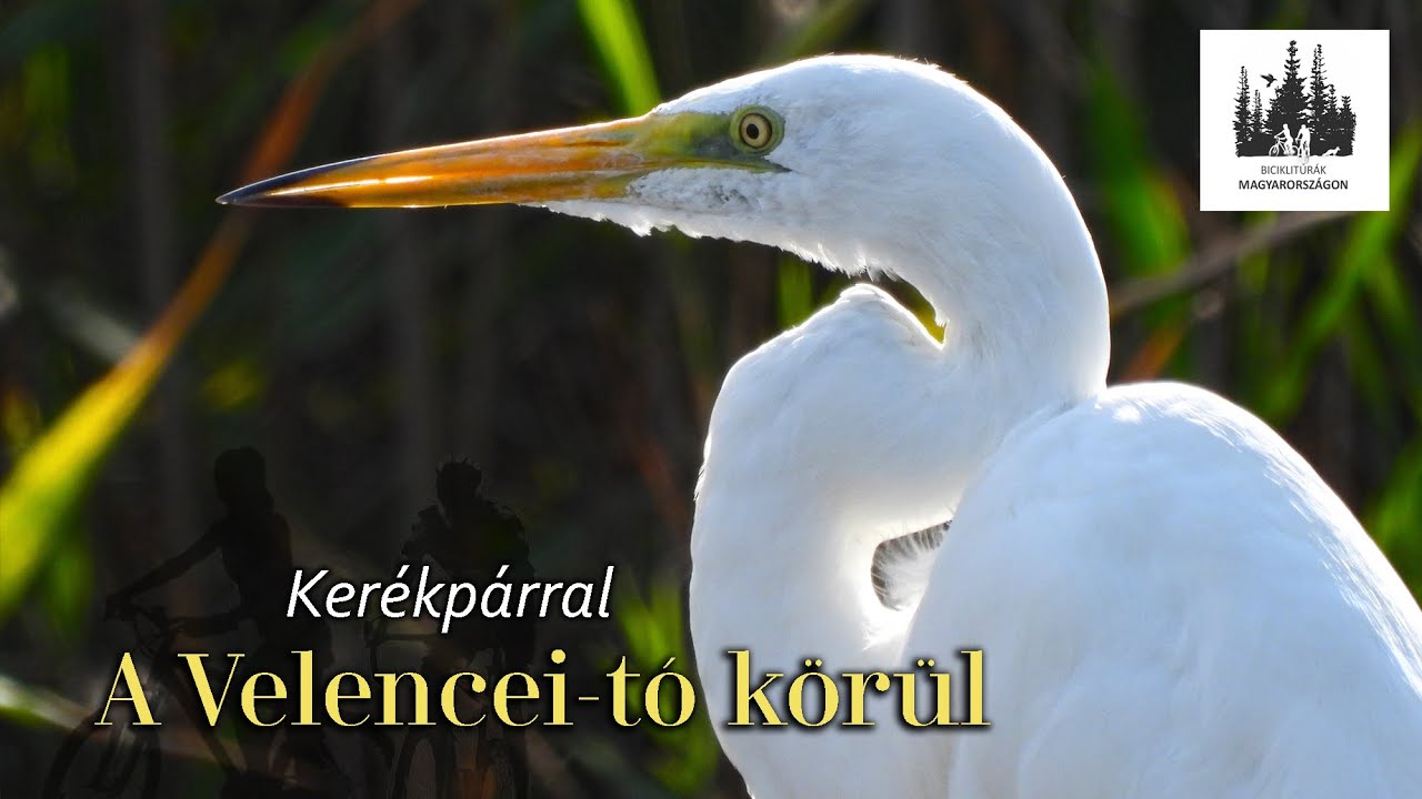 Velencei-tó kerülés kerékpárral