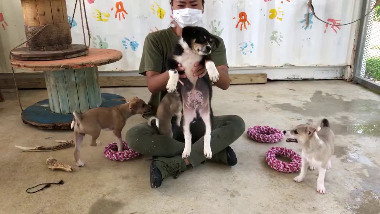 今日は子犬