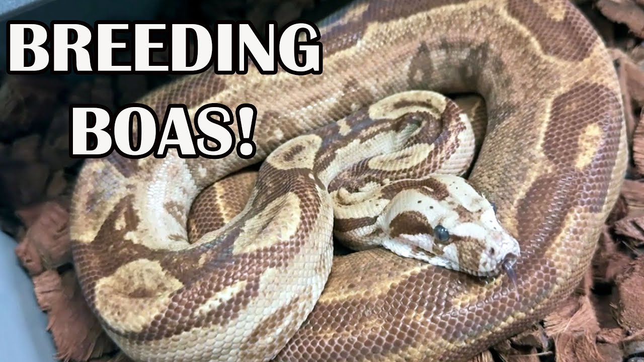 SPECTACULAR BREEDER BOAS!