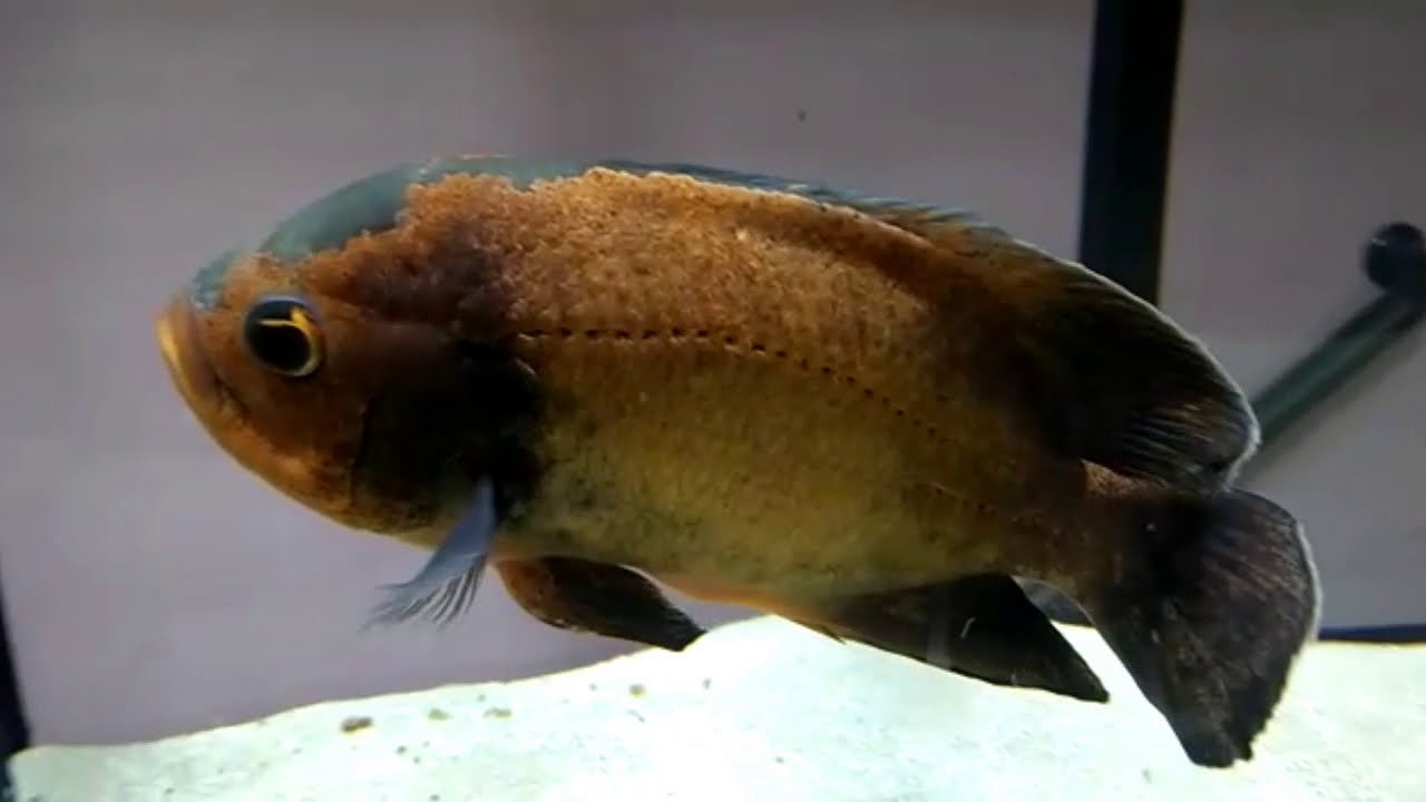 CRIA&Ccedil;&Atilde;O DE OSCAR NO AQUARIO
