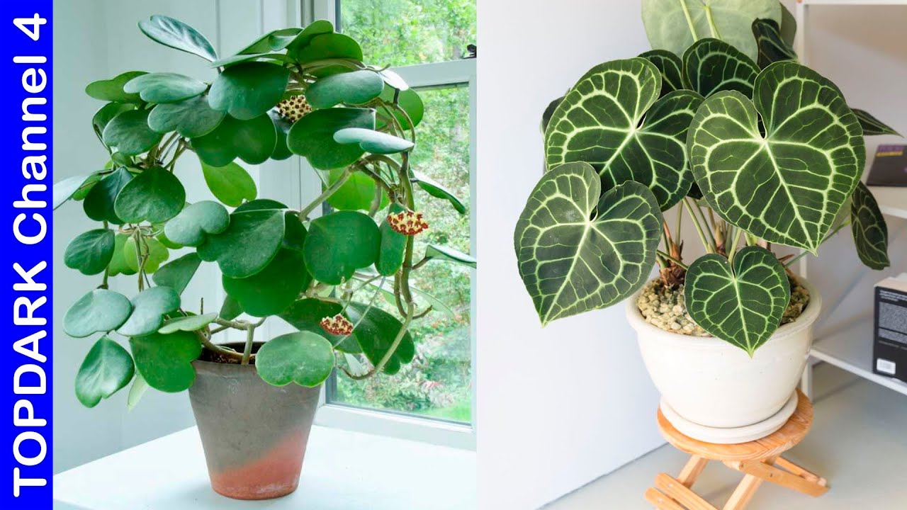 12 Plantas con Hojas en Forma de Coraz&oacute;n