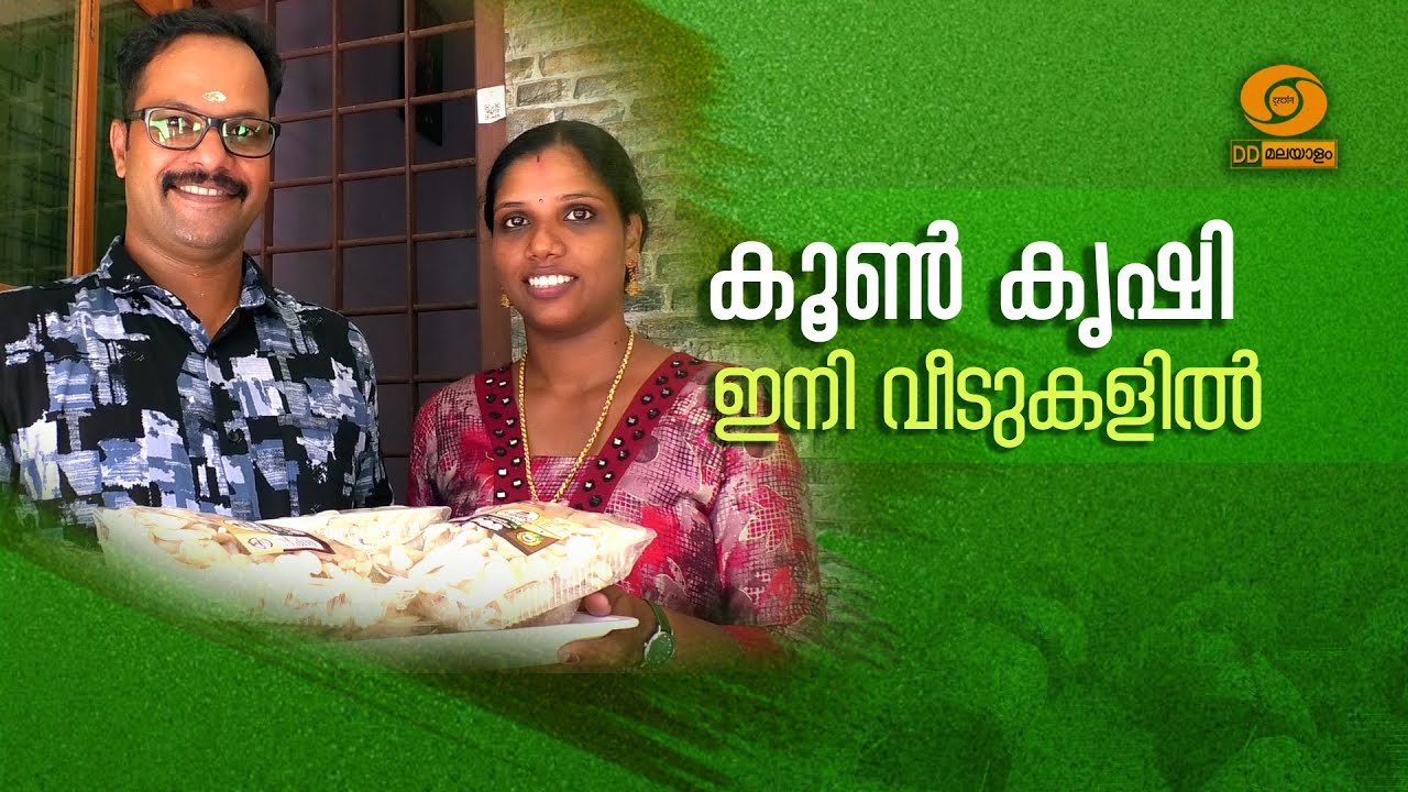 കൂൺ കൃഷി ഇനി വീടുകളിലും || Mushroom Cultivation at Home || DD MALAYALAM || #krishidarshan
