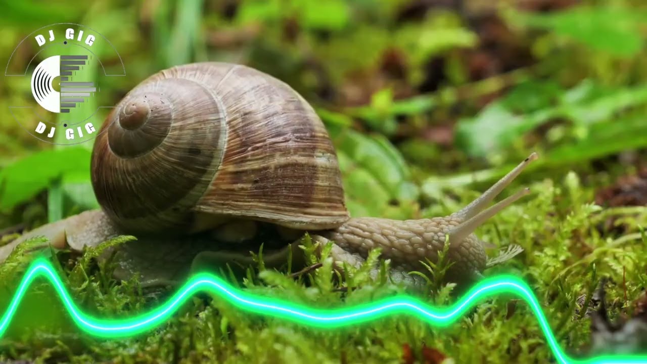 EuroDance Midnight Sensation AI Music Relaxing Videos