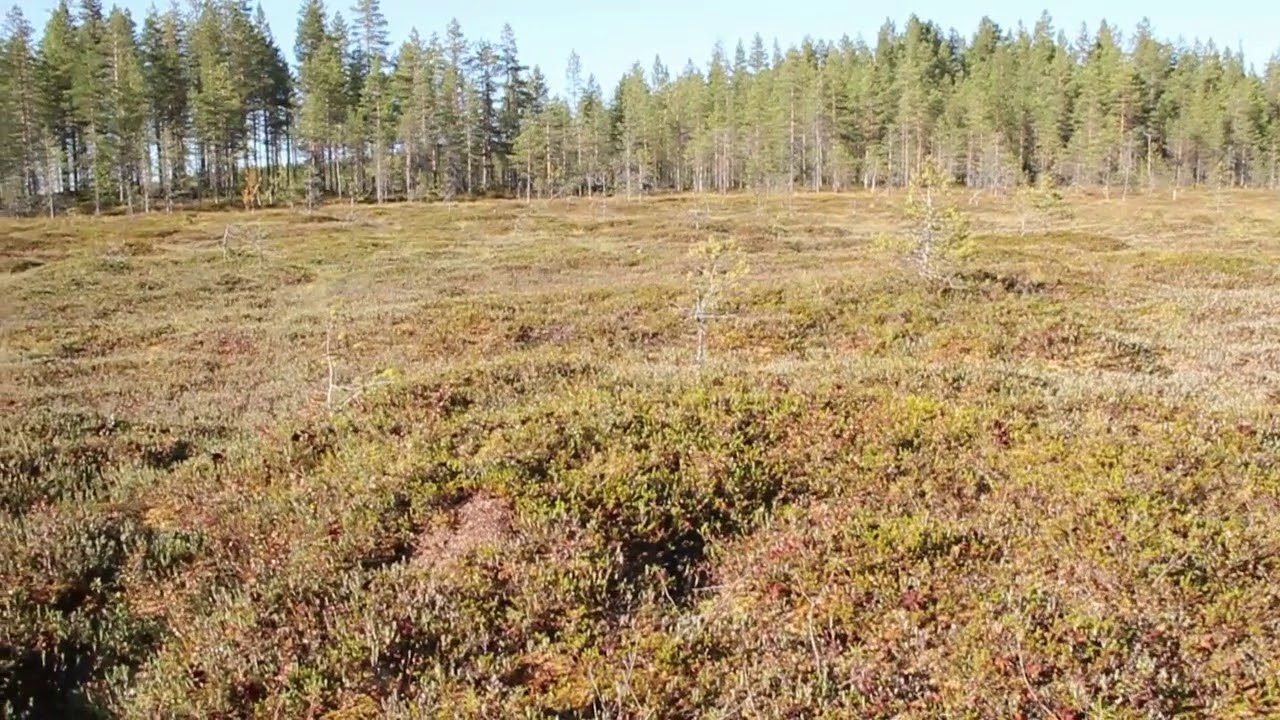 Rampe-Raven: Hillasoiden Kummajainen