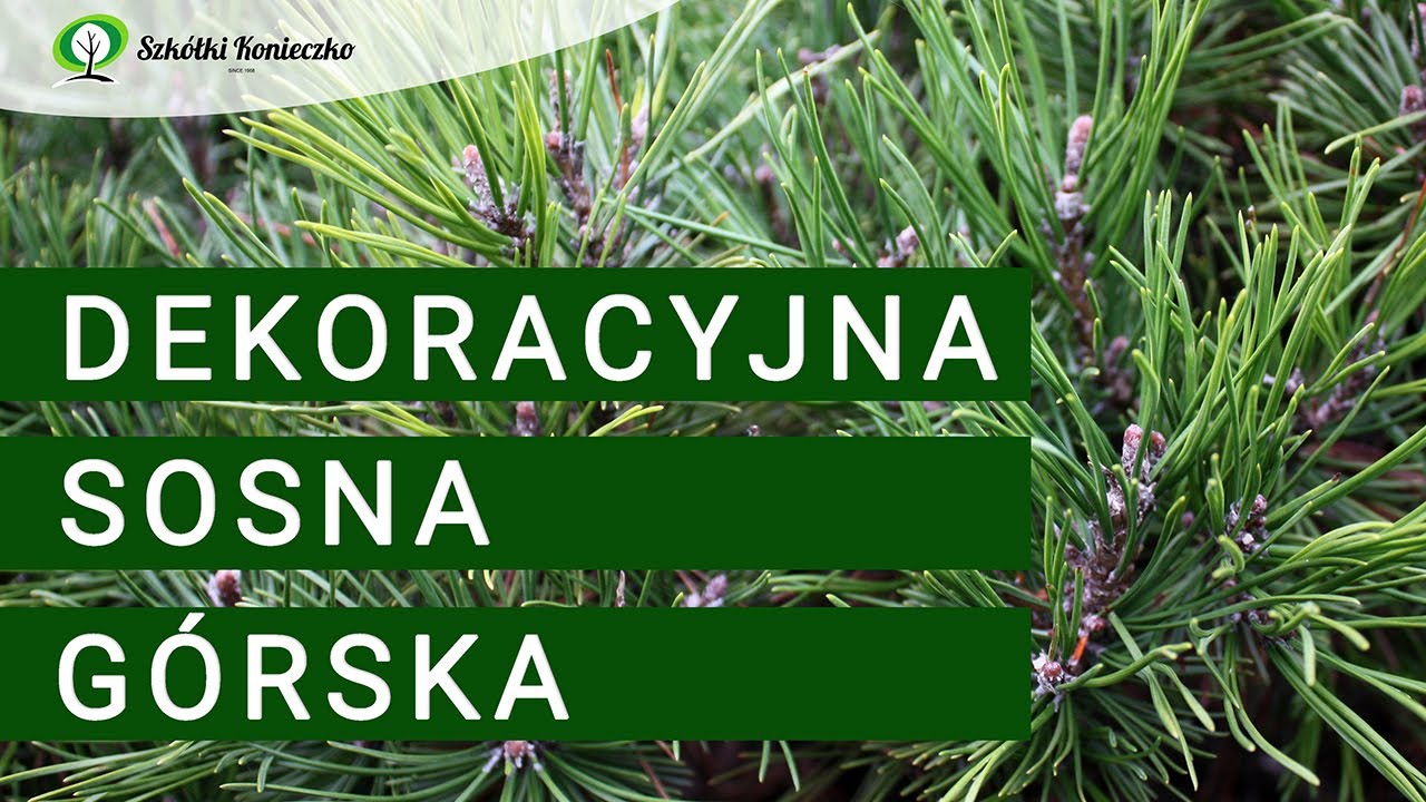 Dekoracyjna Sosna G&oacute;rska (Pinus mugo, kosodrzewina)
