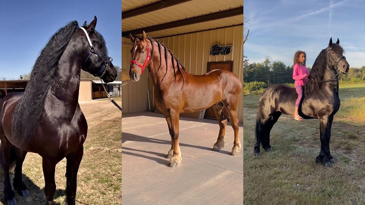 Incredible Friesian Horses pt 3