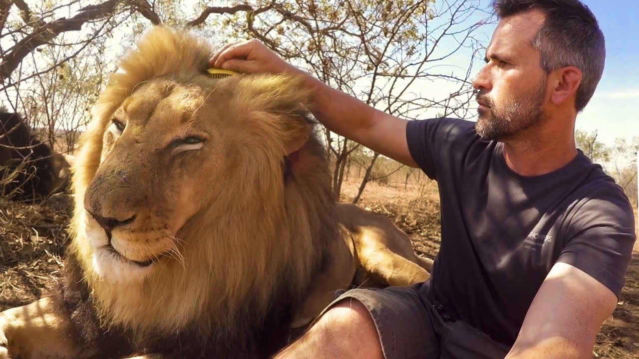 Brushing Bongani | The Lion Whisperer