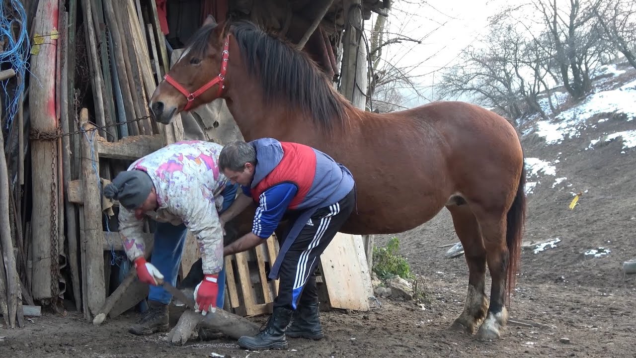 Caii lui Nea Costel de la Cluj, Curatatul copitelor la cai - ep. 131 -  2019 Nou!!!