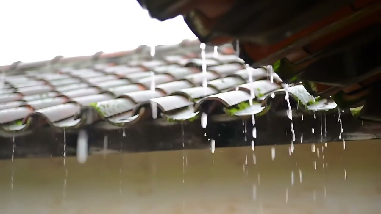Rain Falling in the Backyard | Calm Rain Ambience for Rest and Sleep (60+)