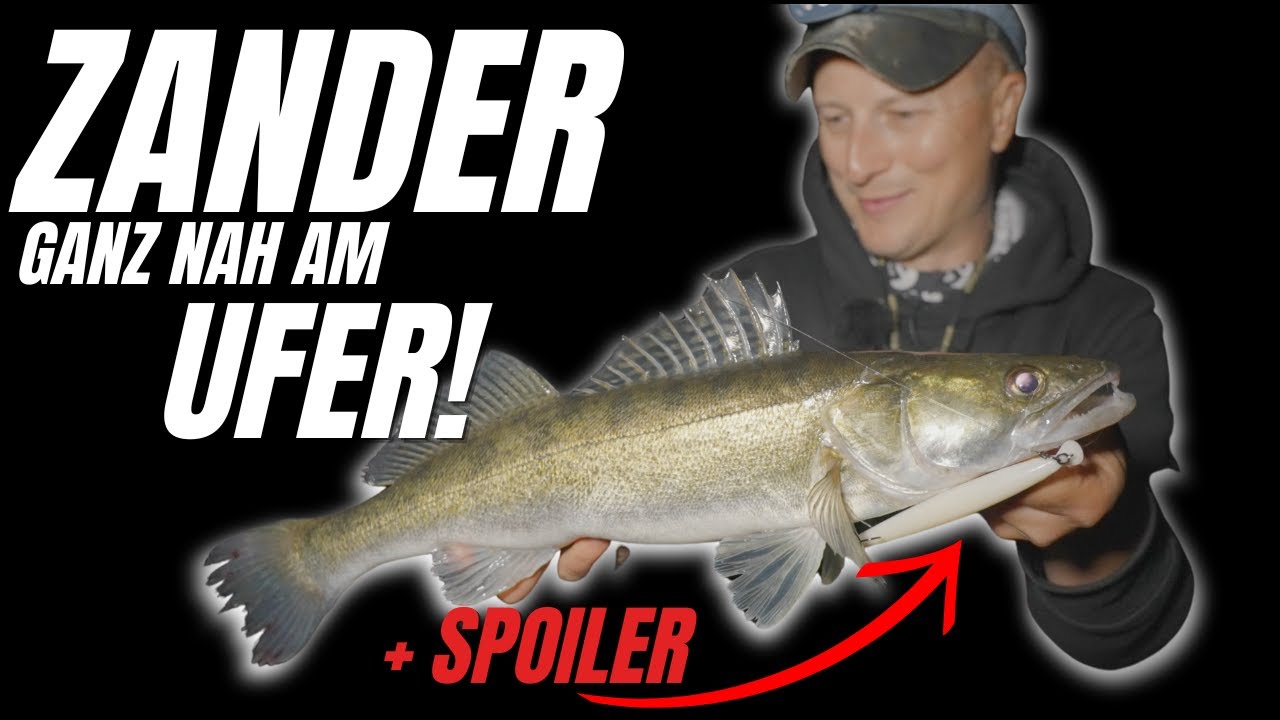 Zander bei&szlig;en dicht am Ufer! So klappts mit Wobbler am See.