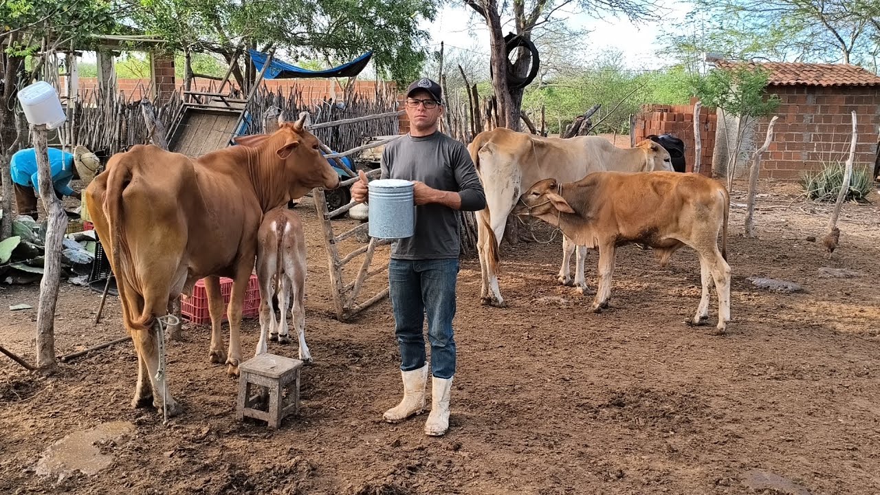 PEDRO COMEÇA CEDO NO SEU DIA A DIA DO SITIO COM SEU PAI E FALA SOUBE O INVERNO DO CARIRI PARAIBANO 