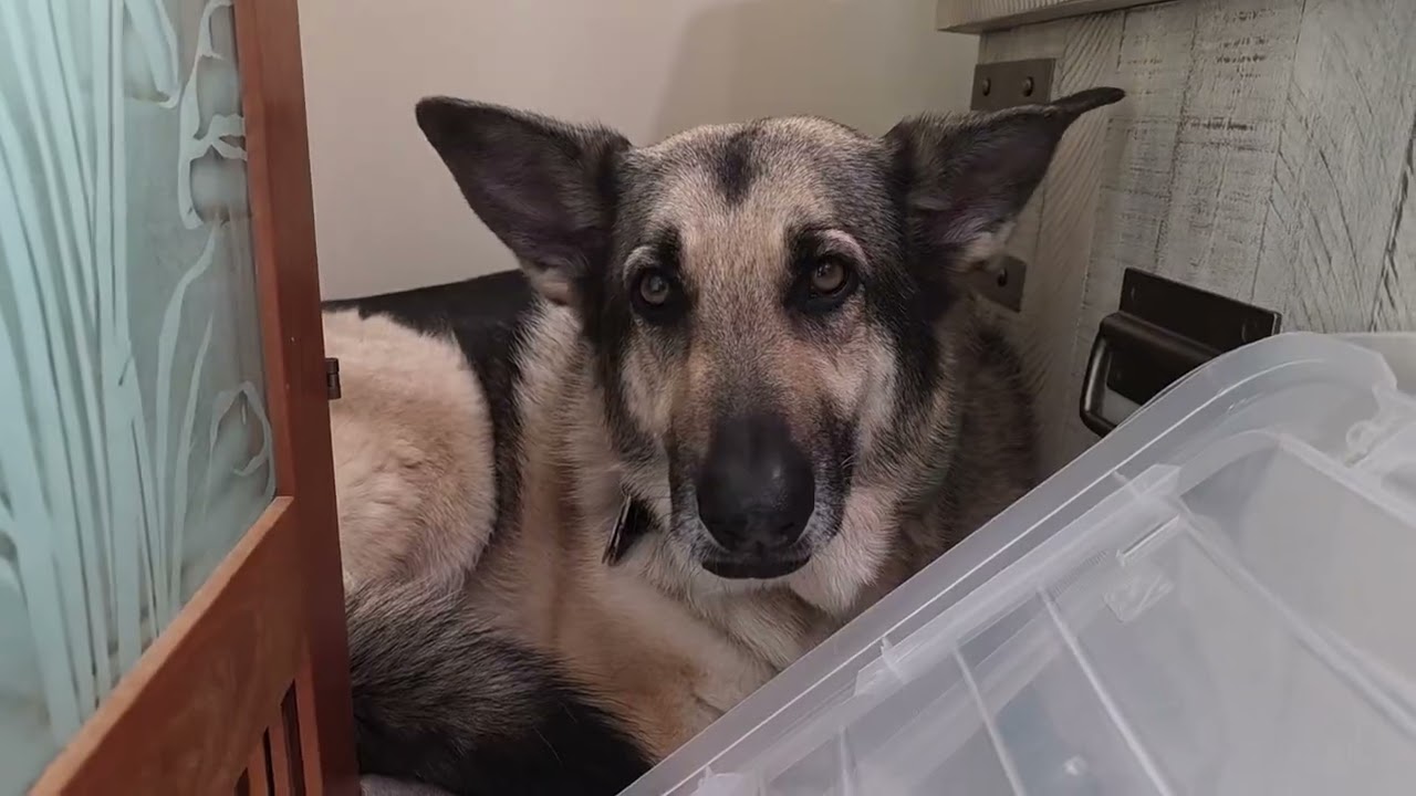 GSD Miss Freedom trying to hide