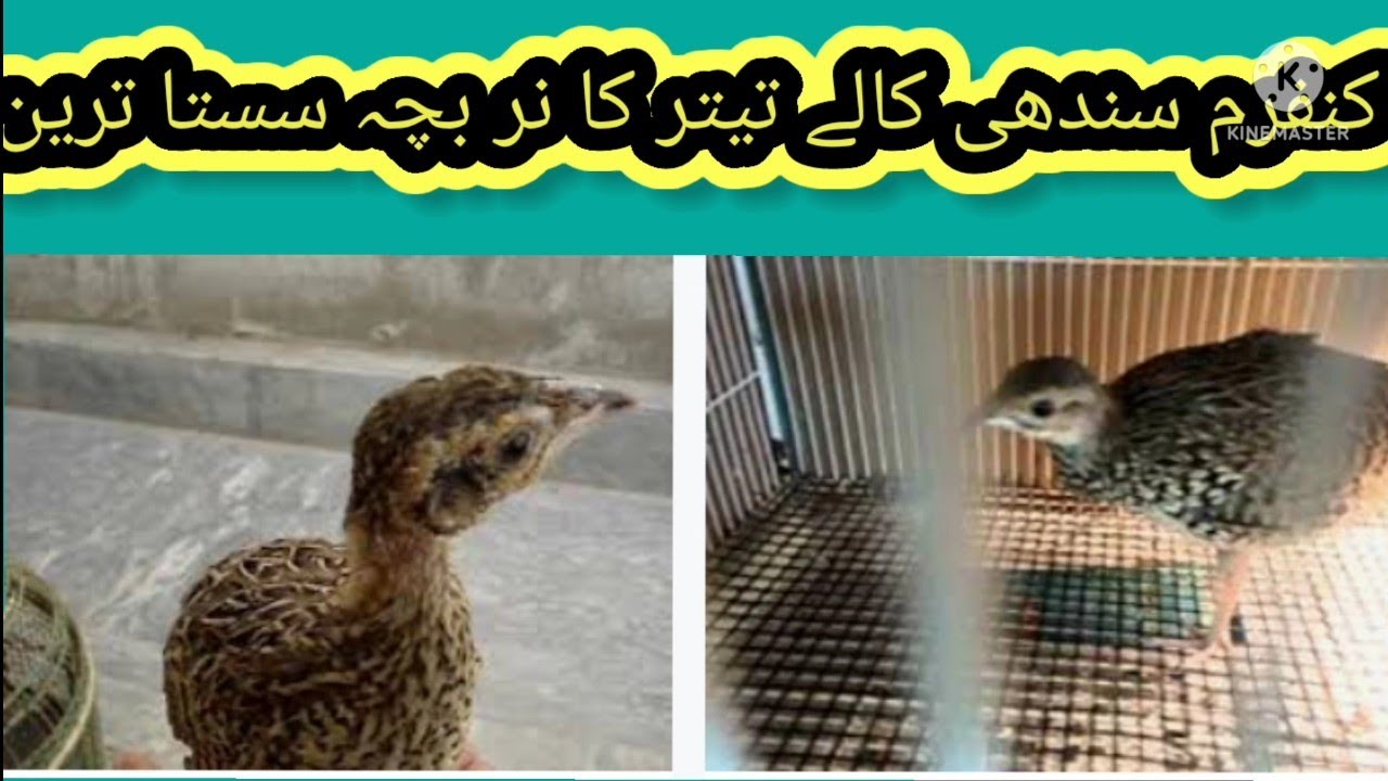 Sindhi kale teetar ka nar bacha سندھی کالے تیتر کا نر بچہ برائے فروخت