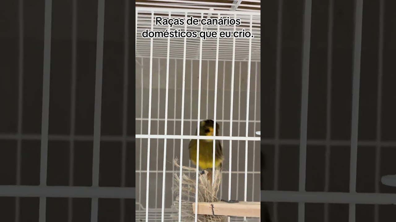 Raças de canários doméstico que eu crio.