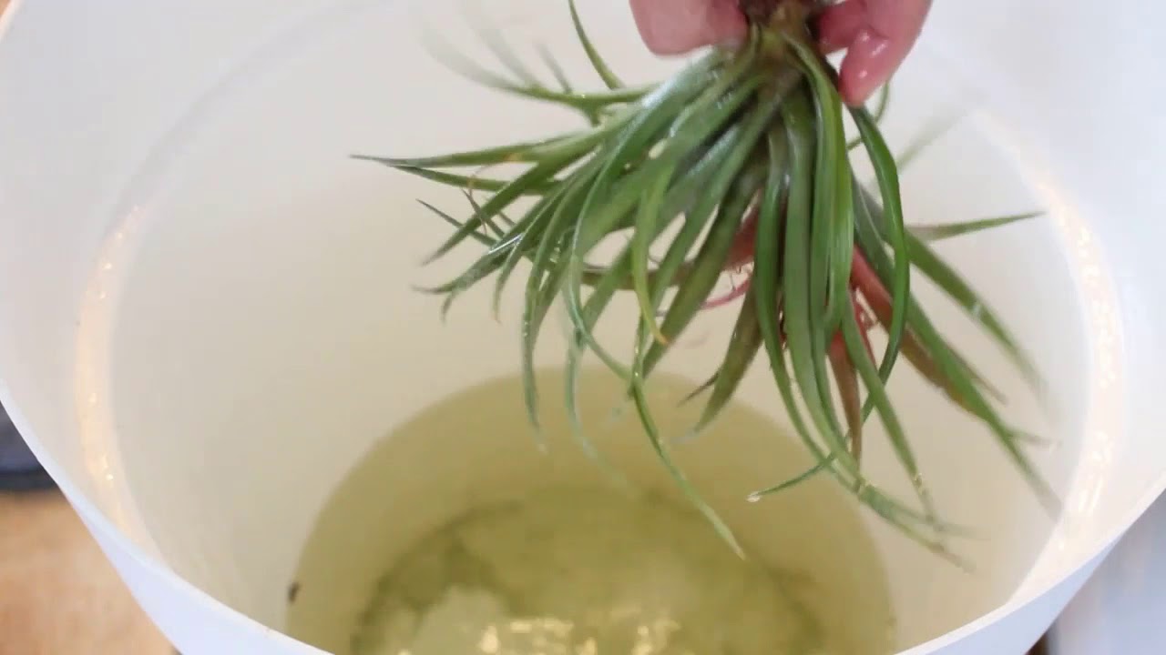 Tillandsias, culture et arrosage