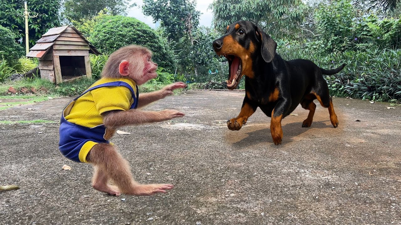 Monkey Moon Gets Hunted by a Playful Puppy – So Funny!