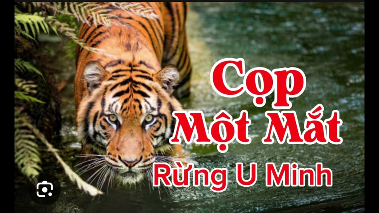CỌP MỘT MẮT RỪNG U MINH | Lê Anh diễn đọc