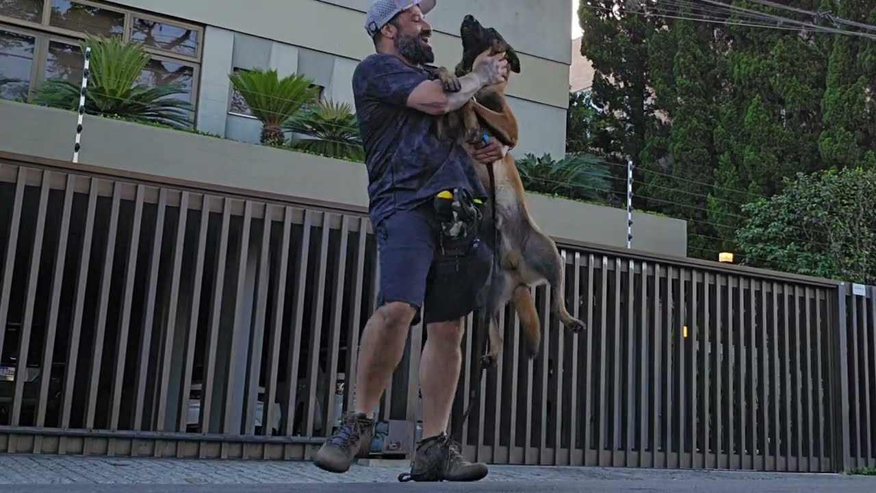 adestramento de cães sp