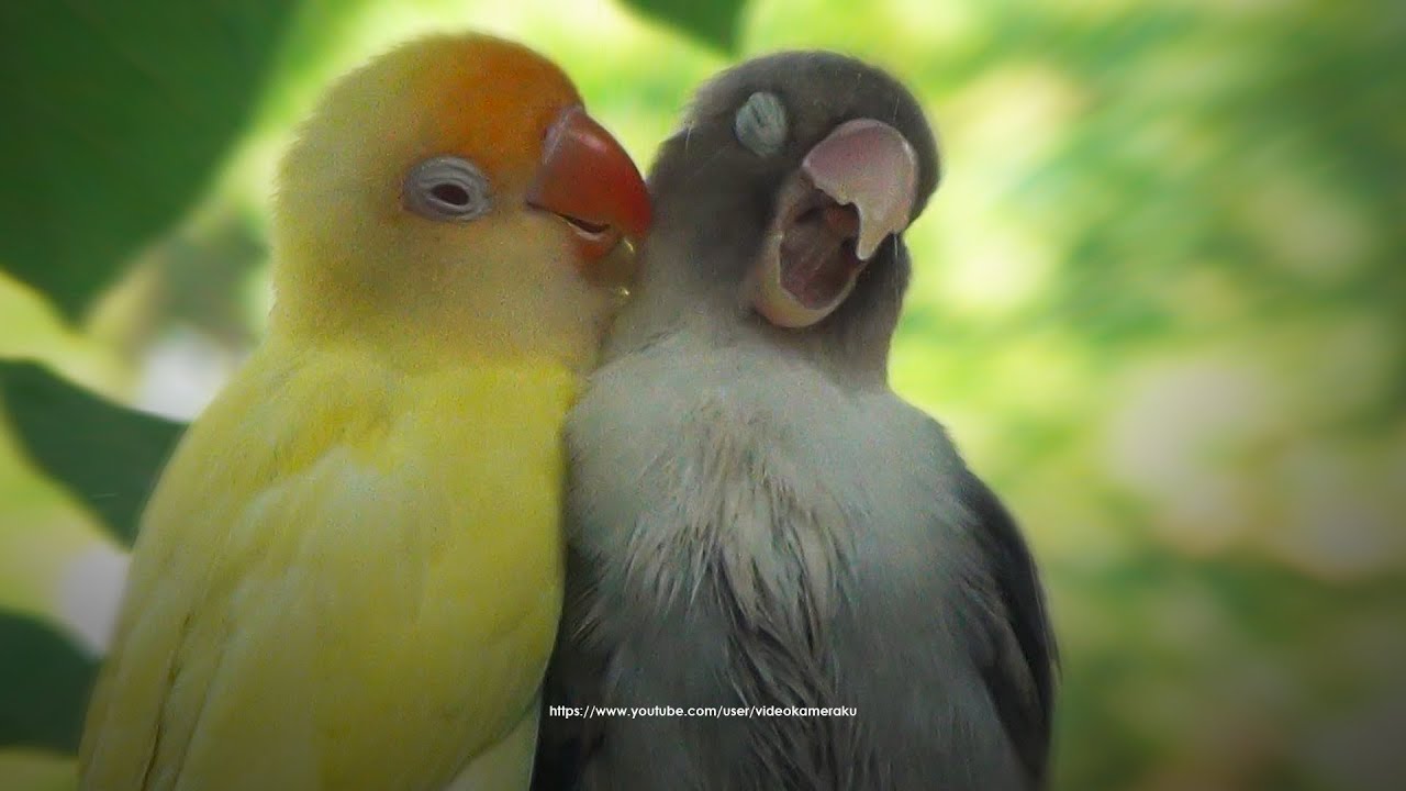 Lovebirds Sound: Creamino Male and Euwing Female