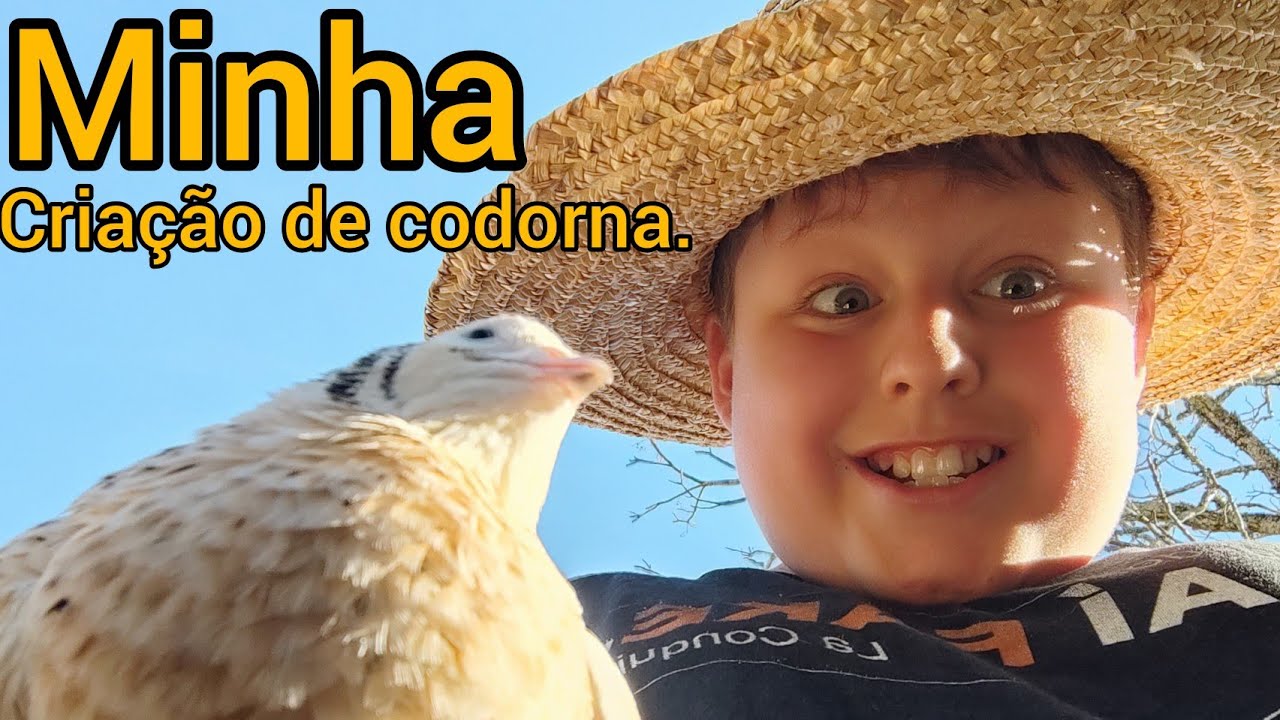 Minha criação de codorna.